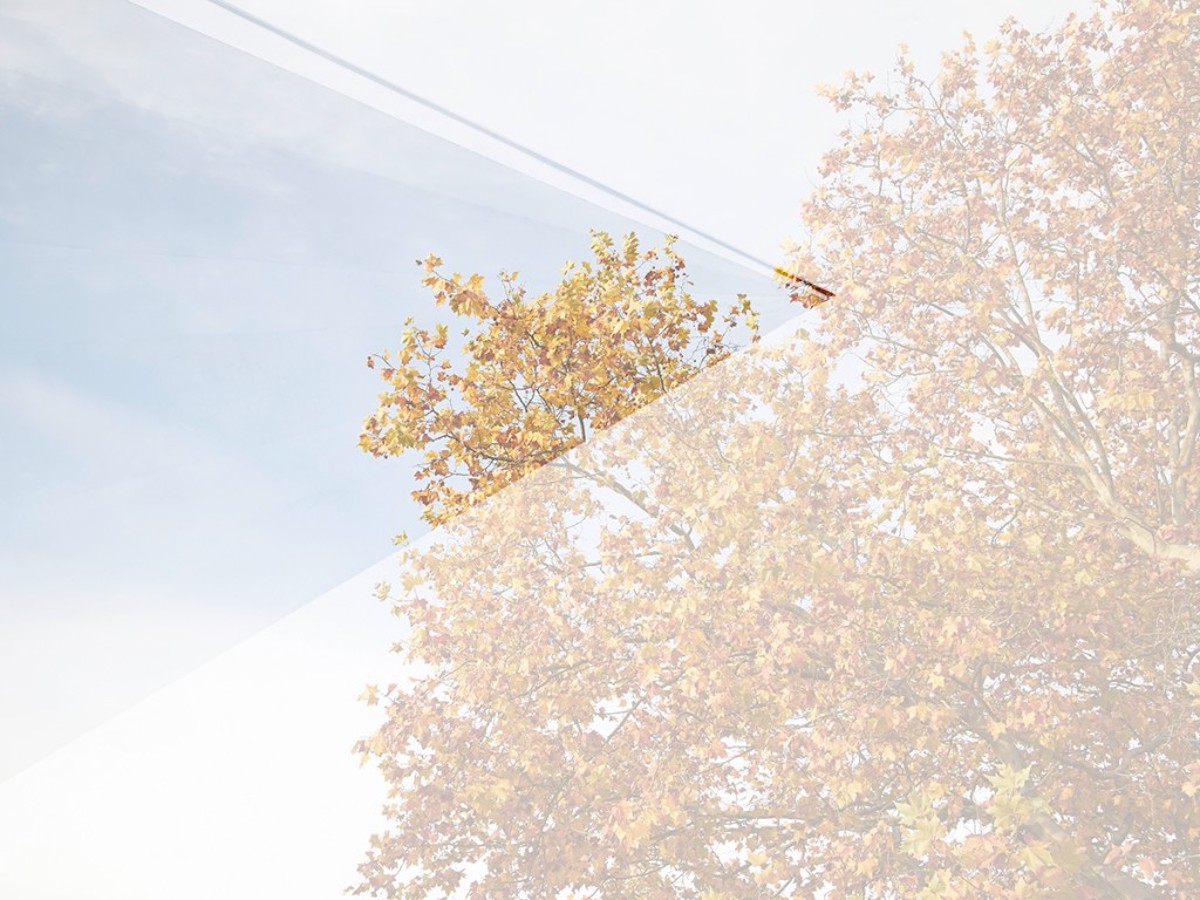 film camera photography leaves yellow blue sky