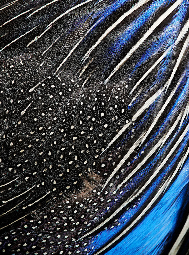 Foto aus der Serie „Birds“ von Thomas Lohr.