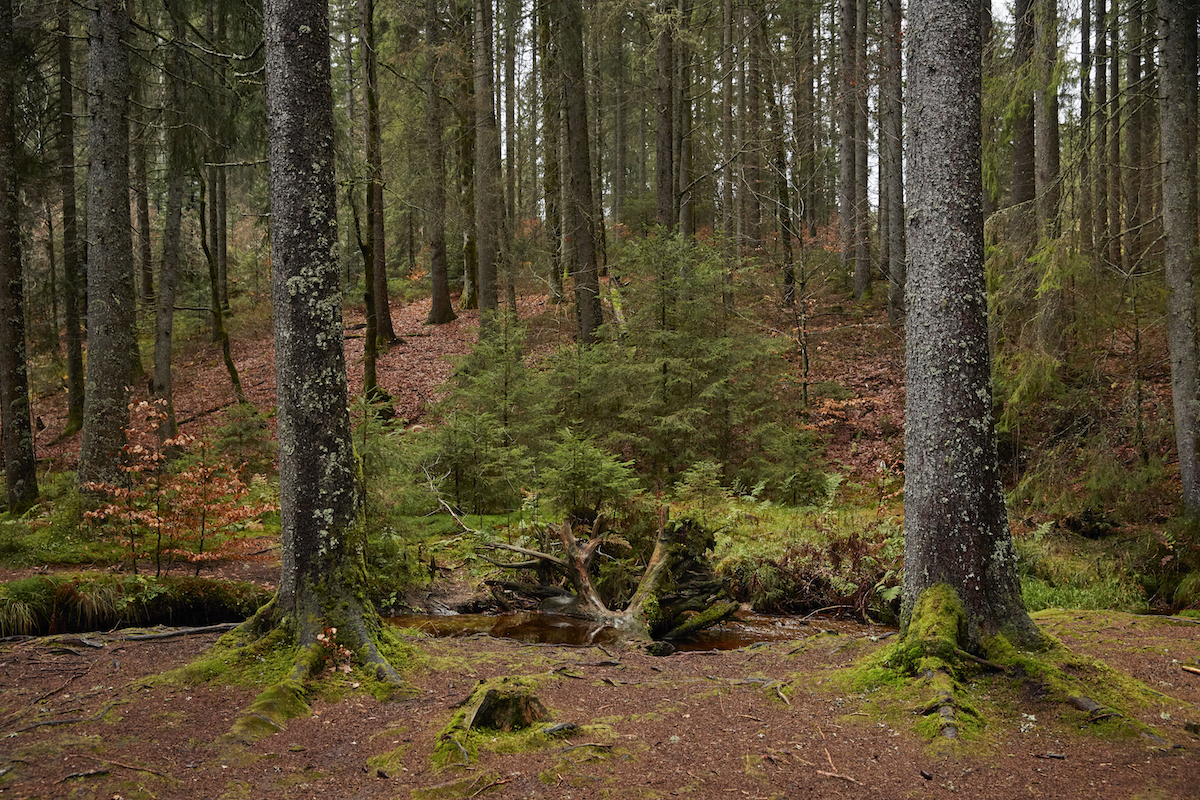 Blackforrest_050_WEB Wood Wide Web Schwarzwald