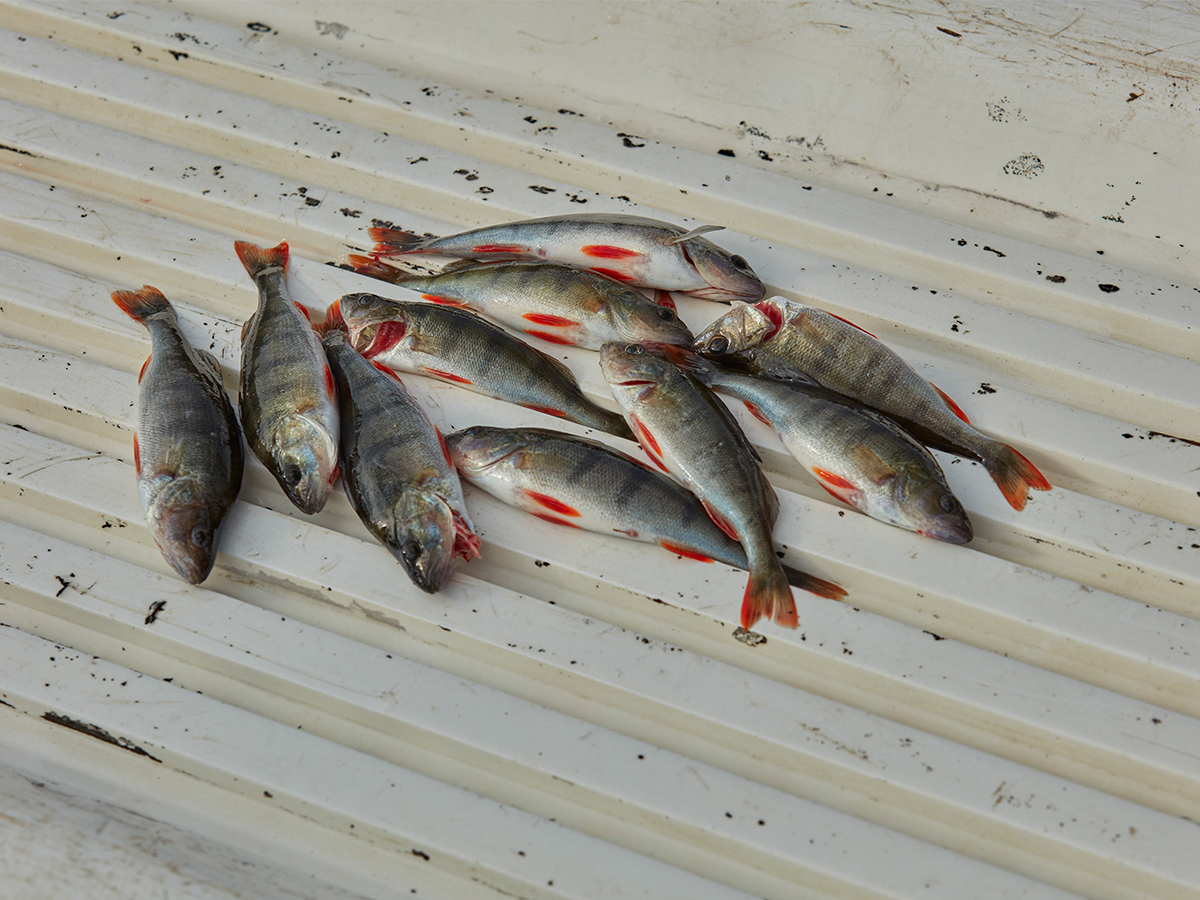 When I went fishing in the Black Forest Reisereportage Hemingway fishing black forest hemingway dead fishes